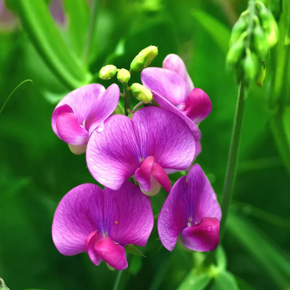 White & Purple Sweet Pea Flower Seeds for Planting