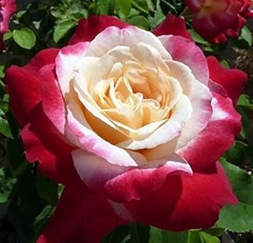 White and Red Rose Flower Seeds for Contrasting Garden Blooms