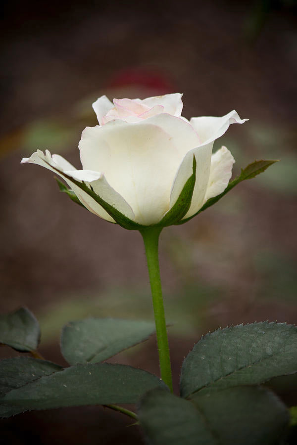 Cream Dragon Rose Flower seeds for Planting Shade Tolerant, Heirloom & GMO Free Seeds for Home Garden vegetable and garden seeds