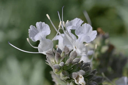 Apiana Flower seeds for Planting Wildflower Mix Heirloom & GMO Free Seeds for Home Garden