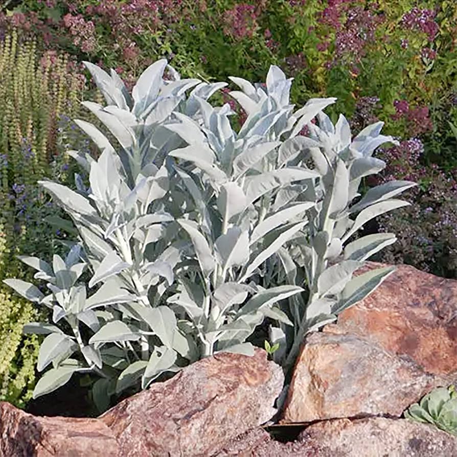 Young Salvia Apiana Seedlings Growing in Soil