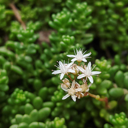 Sedum Album Flower seeds for Planting Low Maintenance Heirloom & GMO Free Seeds for Home Garden