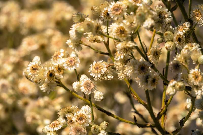Close-up of white Sweet Everlasting wildflower blossoms