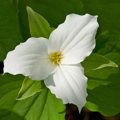 Trillium Flower seeds for Planting Shade Tolerant Heirloom & GMO Free Seeds for Home Garden 
 
 Sale for planting in home garden