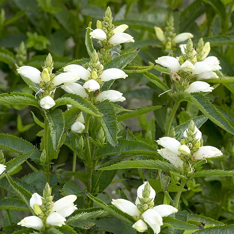 White Turtlehead Flower seeds for Planting Wildflower Mix, Heirloom & GMO Free Seeds for Home Garden seeds for planting
