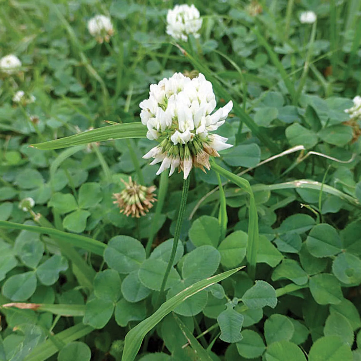 Dutch Clover Flower seeds for Planting Cottage Garden Essential Heirloom & GMO Free Seeds for Home Garden