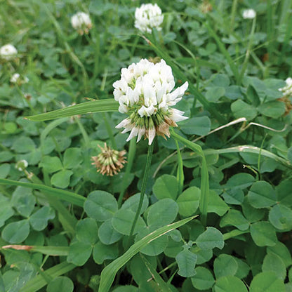 Dutch Clover Flower seeds for Planting Cottage Garden Essential Heirloom & GMO Free Seeds for Home Garden