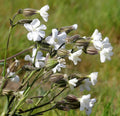 Campion Flower seeds for Planting Wildflower Mix, Heirloom & GMO Free Seeds for Home Garden seeds for planting