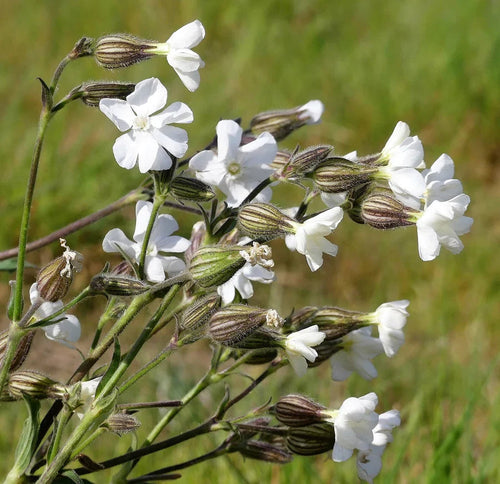 Campion Flower seeds for Planting Wildflower Mix, Heirloom & GMO Free Seeds for Home Garden seeds for planting