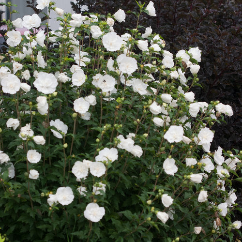 Sharon Flower seeds for Planting Wildflower Mix Heirloom & GMO Free Seeds for Home Garden