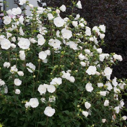 Sharon Flower seeds for Planting Wildflower Mix Heirloom & GMO Free Seeds for Home Garden