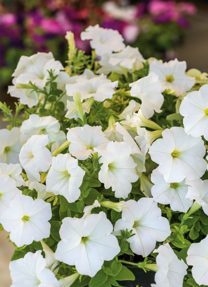 White Petunia Wave Flower seeds for Planting - Bright Blooms, Heirloom & GMO Free Seeds for Home Garden