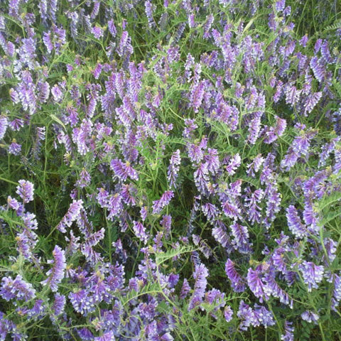 Premium Purple Vetch Flower seeds for Planting Perfect for Borders, Heirloom & GMO Free Seeds for Home Garden seeds