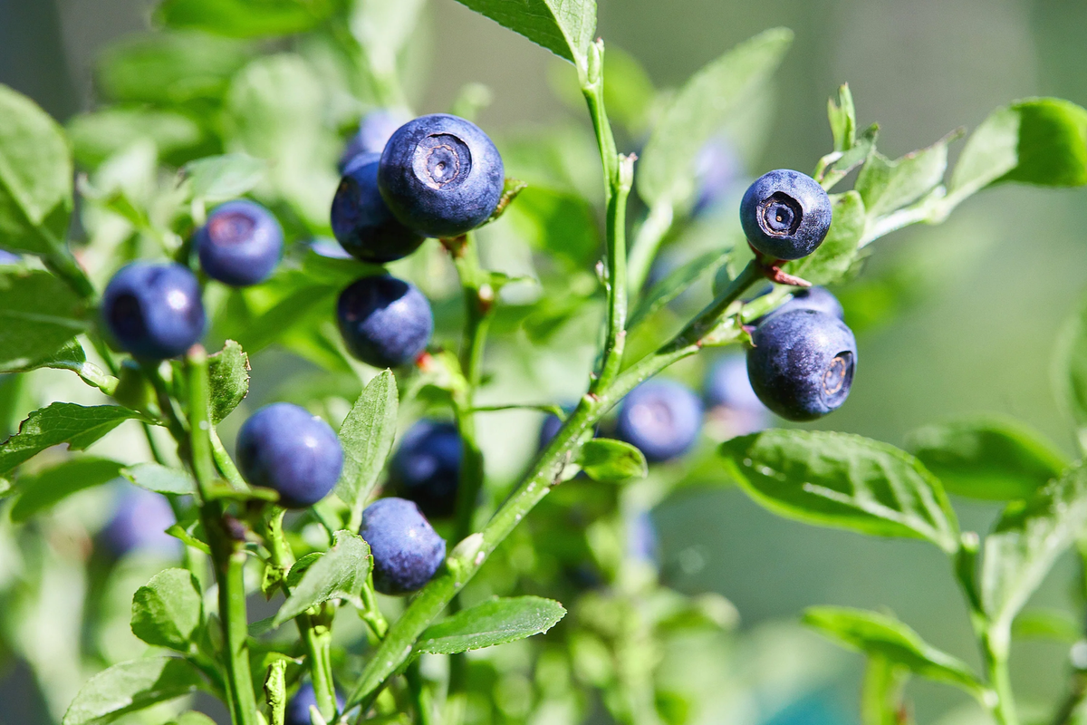 Whortleberry Seeds – Compact Non-GMO Evergreen Berry Plant
