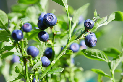 Whortleberry Seeds – Compact Non-GMO Evergreen Berry Plant