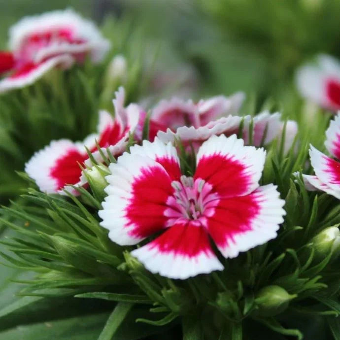 Heirloom Dianthus Flower seeds for Planting Premium Quality Heirloom & GMO Free Seeds for Home Garden