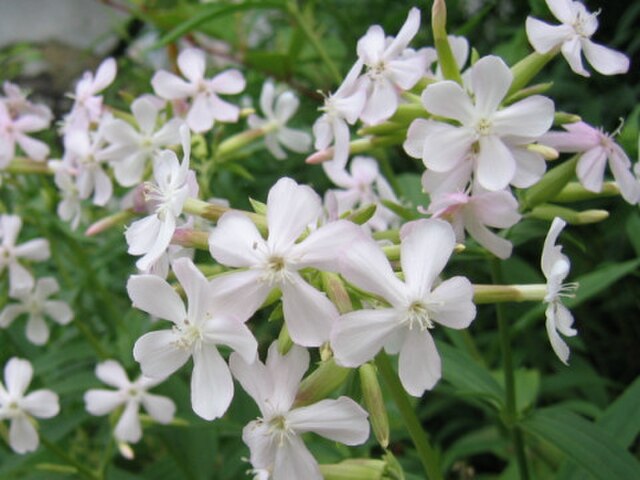 High quality Saponaria Flower seeds for Planting Bright Blooms, Heirloom & GMO Free Seeds for Home Garden seeds pack