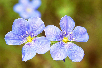Flax Flower seeds for Planting Colorful Display Heirloom & GMO Free Seeds for Home Garden