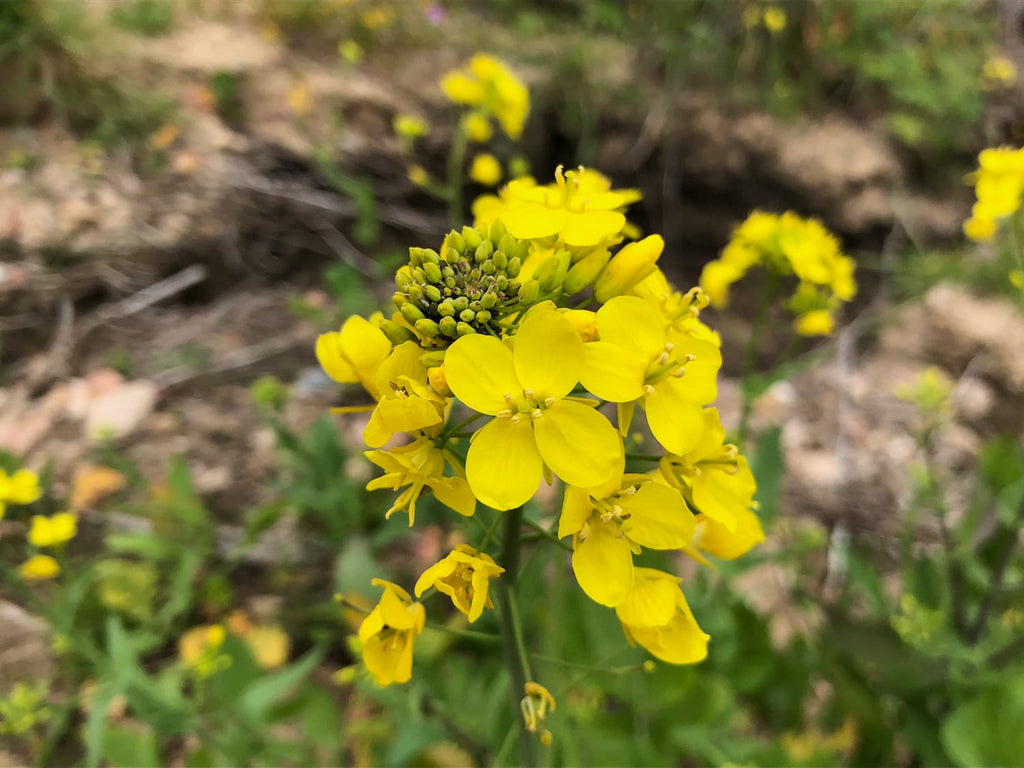 High quality Yellow Edible Rape Flower seeds for Planting Bright Blooms, Heirloom & GMO Free Seeds for Home Garden seeds pack