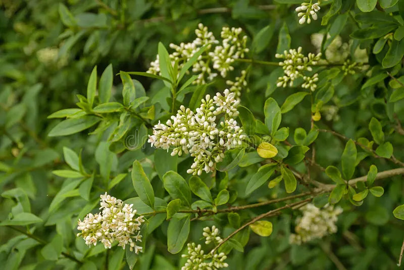 White Privet Flower seeds for Planting Colorful Display, Heirloom & GMO Free Seeds for Home Garden vegetable and garden seeds