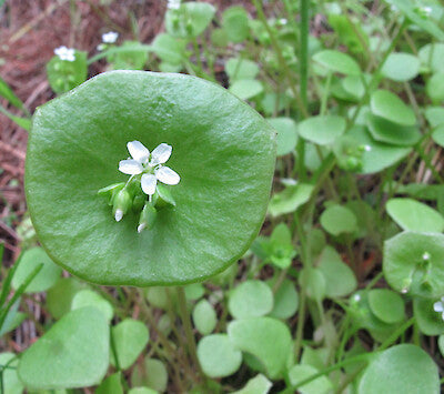 Wild Spinach Miner’s Lettuce plants growing in garden