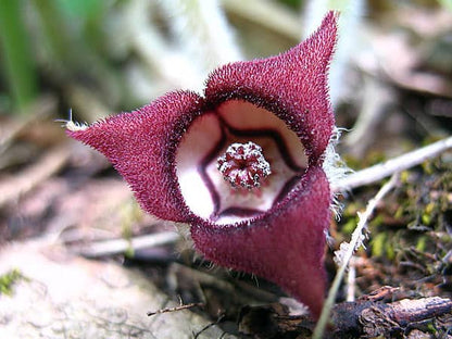Wild Ginger Flower seeds for Planting Vibrant Colors Heirloom & GMO Free Seeds for Home Garden