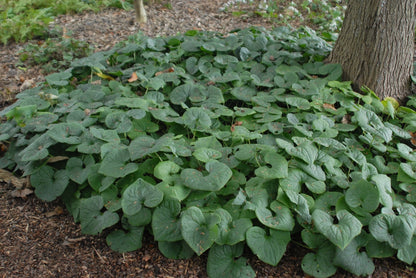 Wild (Wild Ginger) seeds for planting in home garden