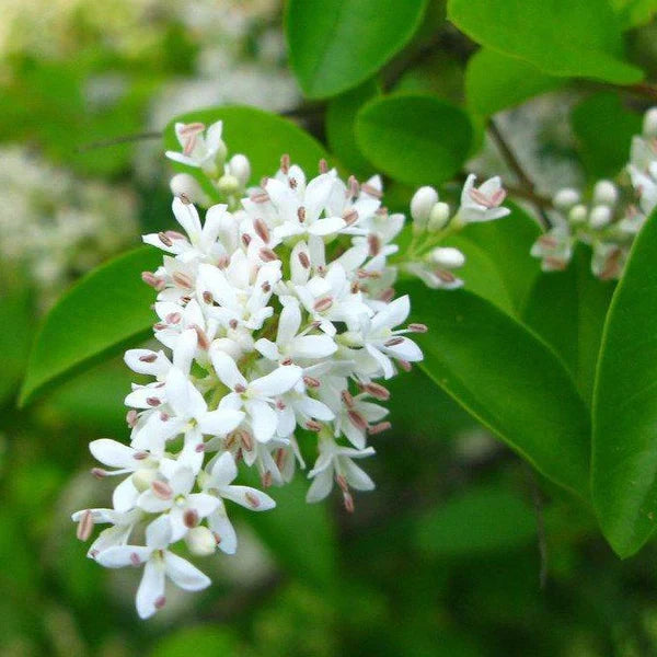 White Ligustrum Flower seeds for Planting Fragrant Blossoms, Heirloom & GMO Free Seeds for Home Garden seeds for planting