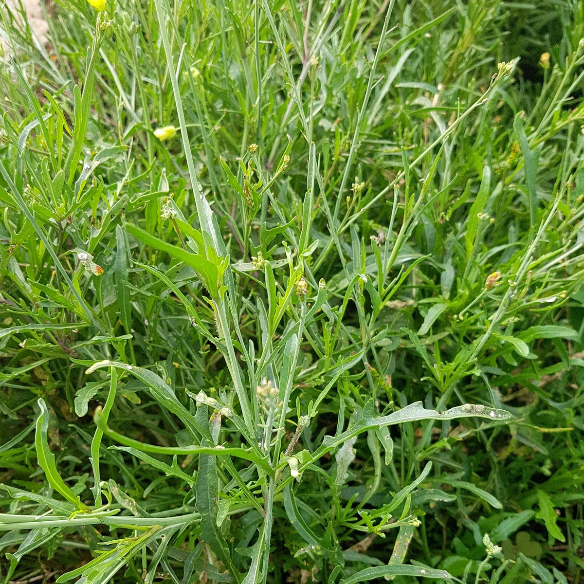 Olivetta Perennial Flower seeds for Planting Shade Tolerant Heirloom & GMO Free Seeds for Home Garden