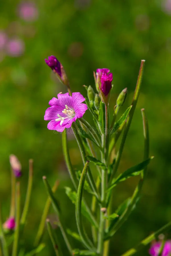 Epilobium Parviflorum Flower seeds for Planting Seasonal Bloomer, Heirloom & GMO Free Seeds for Home Garden vegetable and garden seeds