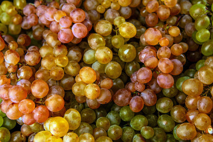 Wine Grape (Vitis vinifera) mixed color fruit vine seeds