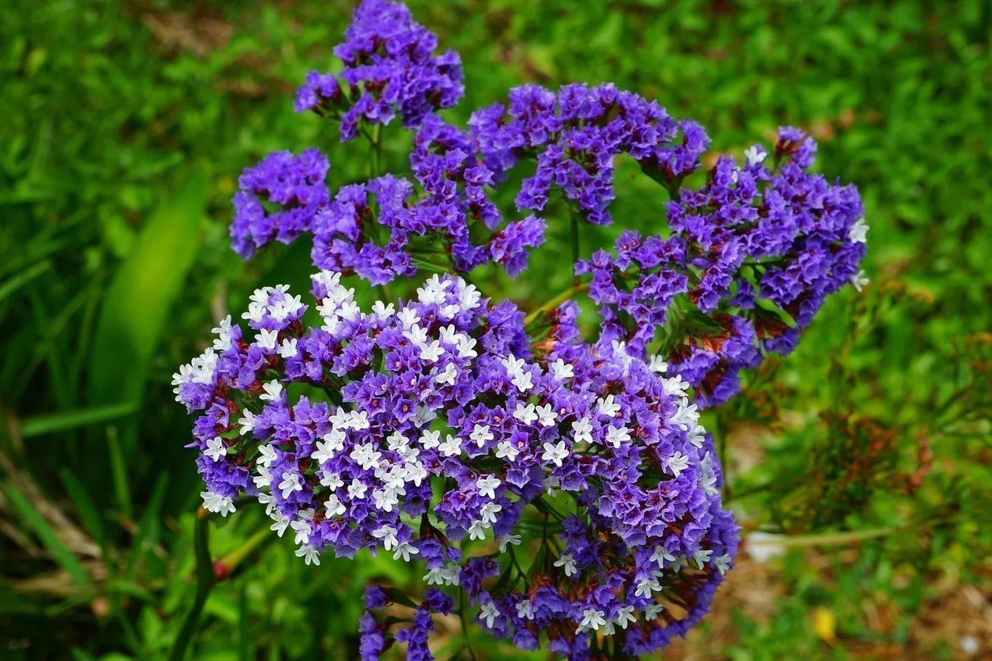 Limonium Flower seeds for Planting Hardy Variety Heirloom & GMO Free Seeds for Home Garden