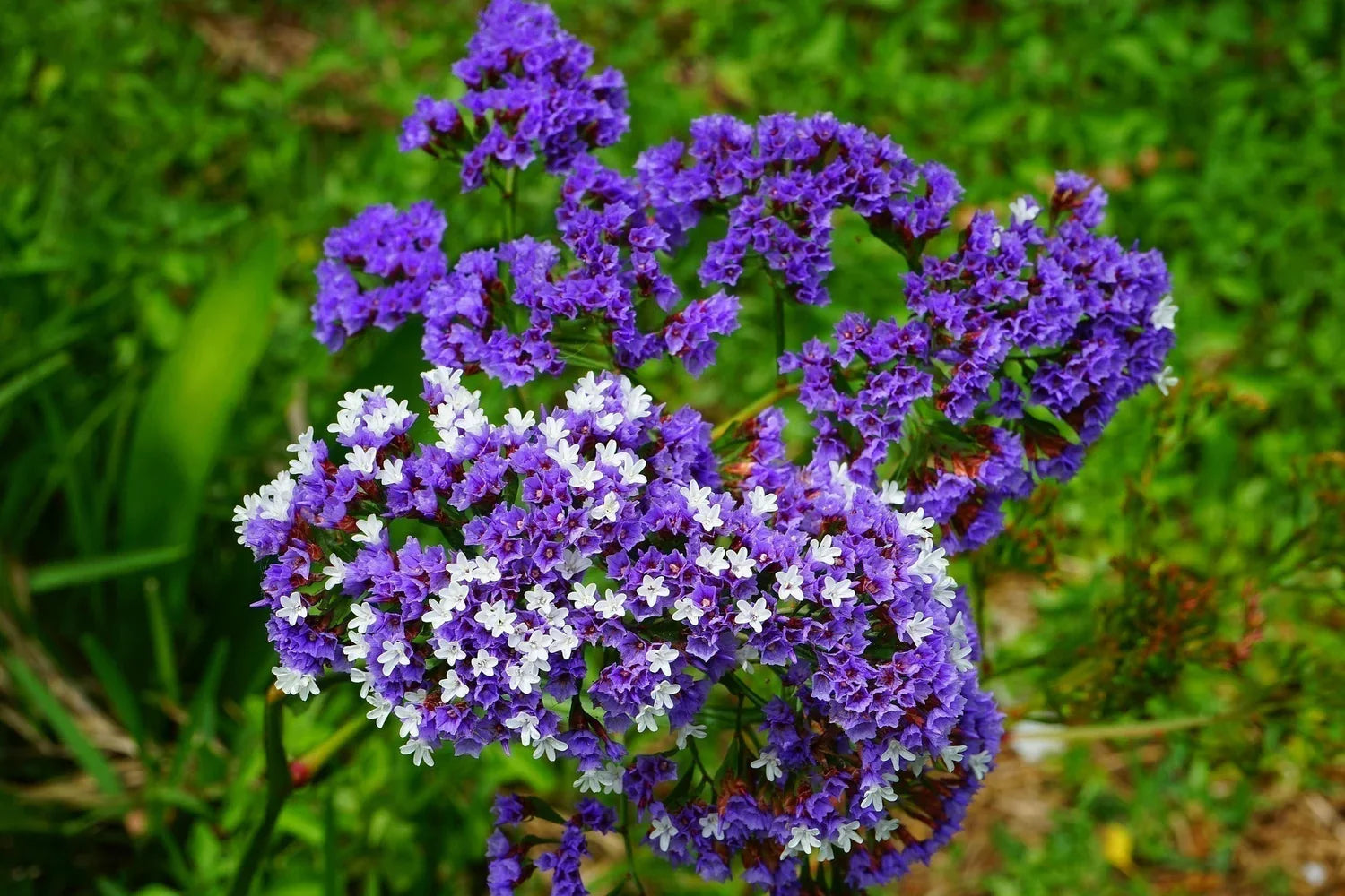 Limonium Flower seeds for Planting Cut Flower Favorite Heirloom & GMO Free Seeds for Home Garden seeds for planting