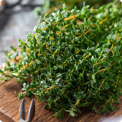 Winter Thyme seeds Thymus vulgaris evergreen perennial plant