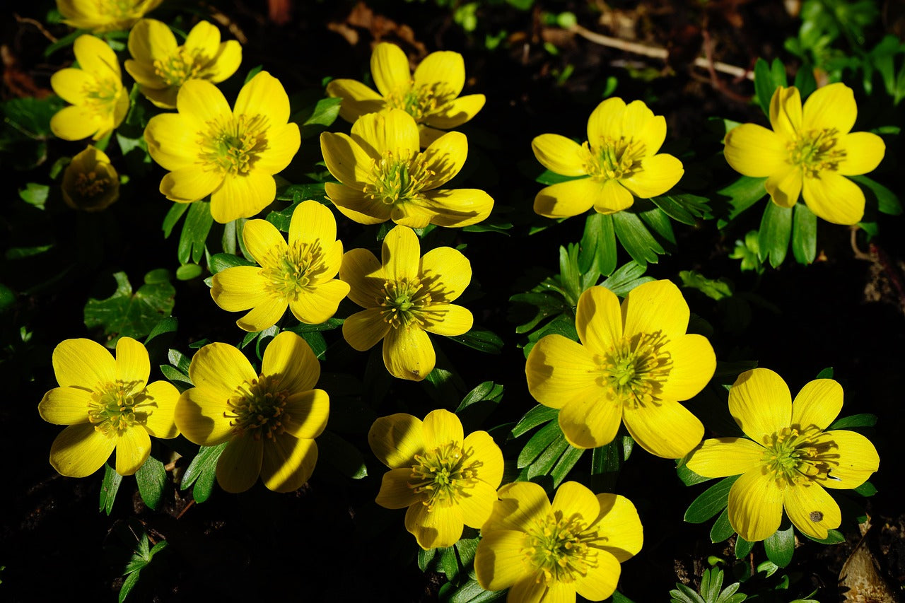 Premium Fresh Winterling Flower seeds for Planting Fragrant Blossoms, Heirloom & GMO Free Seeds for Home Garden seeds