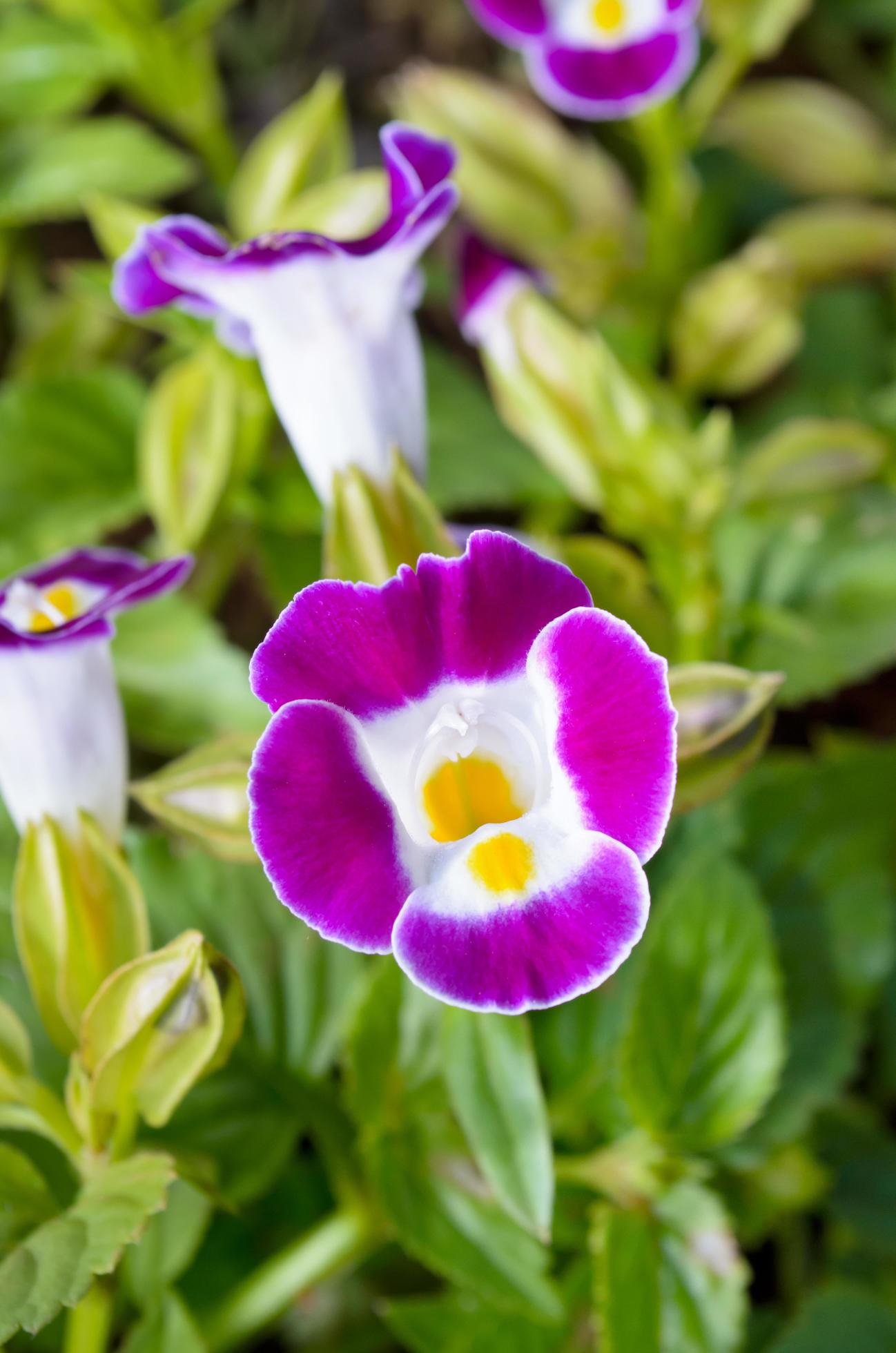 High quality Pink Torenia Flower seeds for Planting Garden Favorite, Heirloom & GMO Free Seeds for Home Garden seeds pack