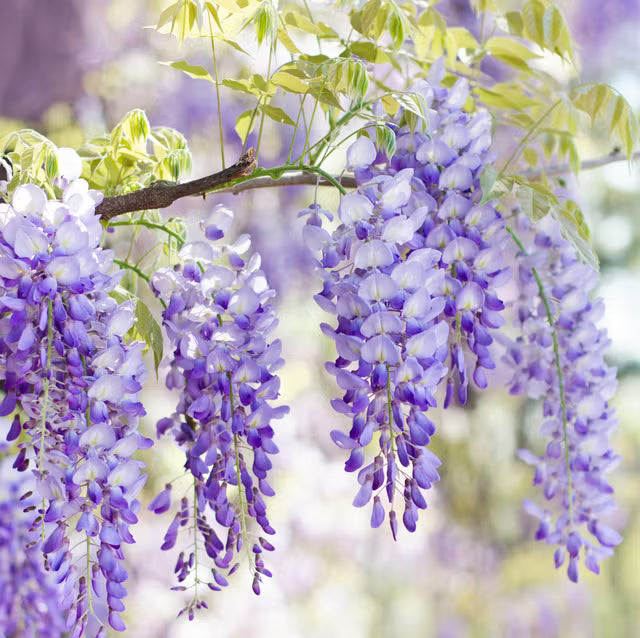 Wisteria Vine Flower seeds for Planting - Hardy Variety, Heirloom & GMO Free Seeds for Home Garden