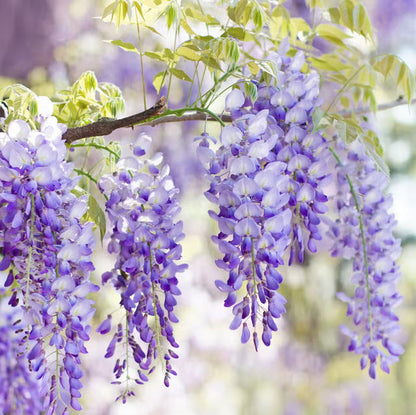 Wisteria Vine Flower seeds for Planting - Hardy Variety, Heirloom & GMO Free Seeds for Home Garden