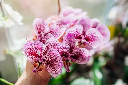 Keiki Orchids Flower seeds for Planting Fragrant Blossoms Heirloom & GMO Free Seeds for Home Garden