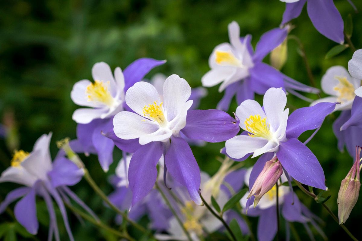 Columbine Flowers in Woodland Garden
