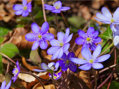 Woodland Hepatica Flowers in Shady Garden Borders
