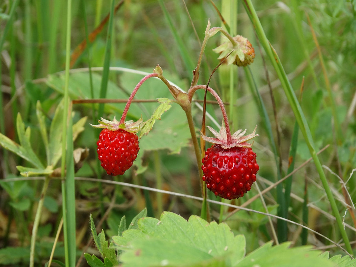 California Woodland Strawberry (Fragaria Vesca Bracteata) Native Strawberry Seeds