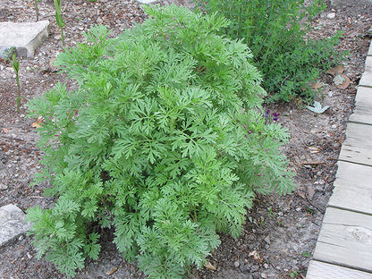 Absinthe Wormwood Plant Growing in Herb Garden Border