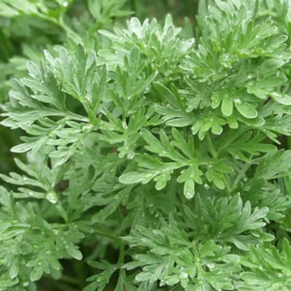 Perennial Wormwood herb grown from non-GMO seeds