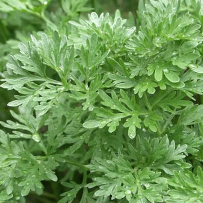 Perennial Wormwood herb grown from non-GMO seeds