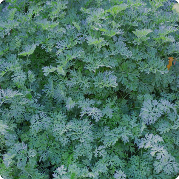 Wormwood seeds Artemisia absinthium silvery foliage herb