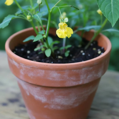 Jewelweed Native Flower seeds for Planting Colorful Display Heirloom & GMO Free Seeds for Home Garden