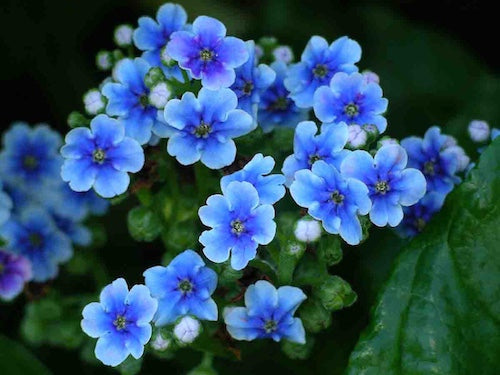 Premium Blue Cynoglossum Flower seeds for Planting Vibrant Colors, Heirloom & GMO Free Seeds for Home Garden seeds
