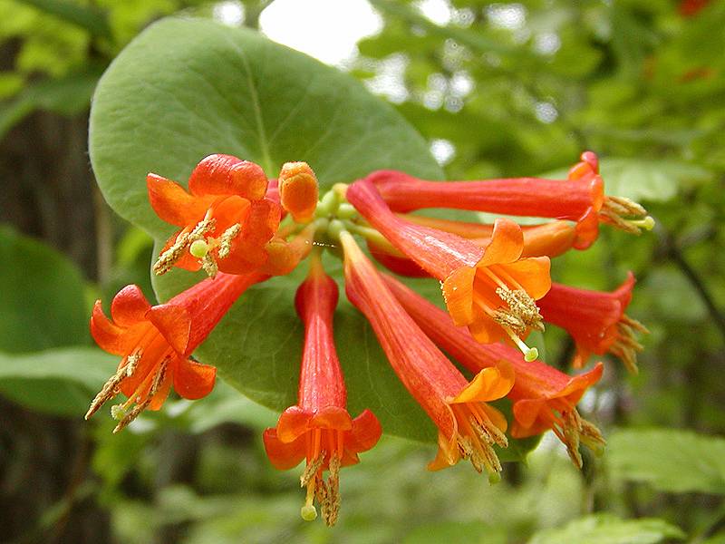 Lonicera Ciliosa Flower seeds for Planting Compact Growth Heirloom & GMO Free Seeds for Home Garden