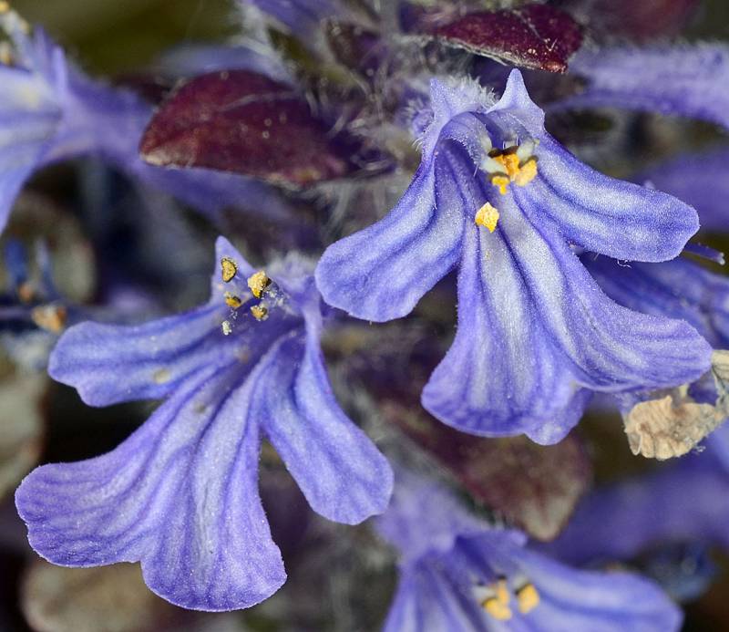 Ajuga Reptans Flower seeds for Planting Premium Quality Heirloom & GMO Free Seeds for Home Garden